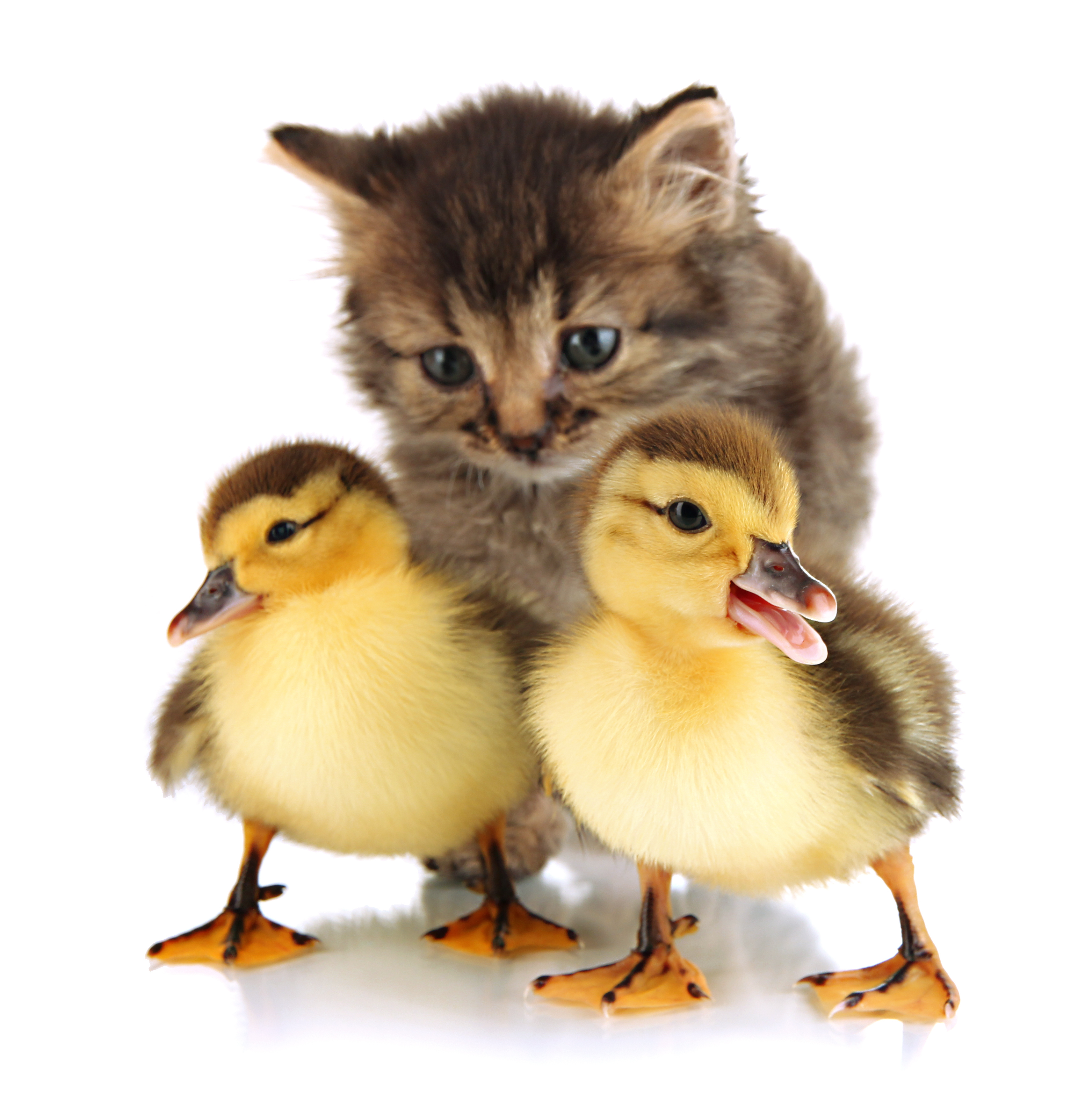 [Image: bigstock-small-kitten-and-ducklings-iso-45722125.jpg]